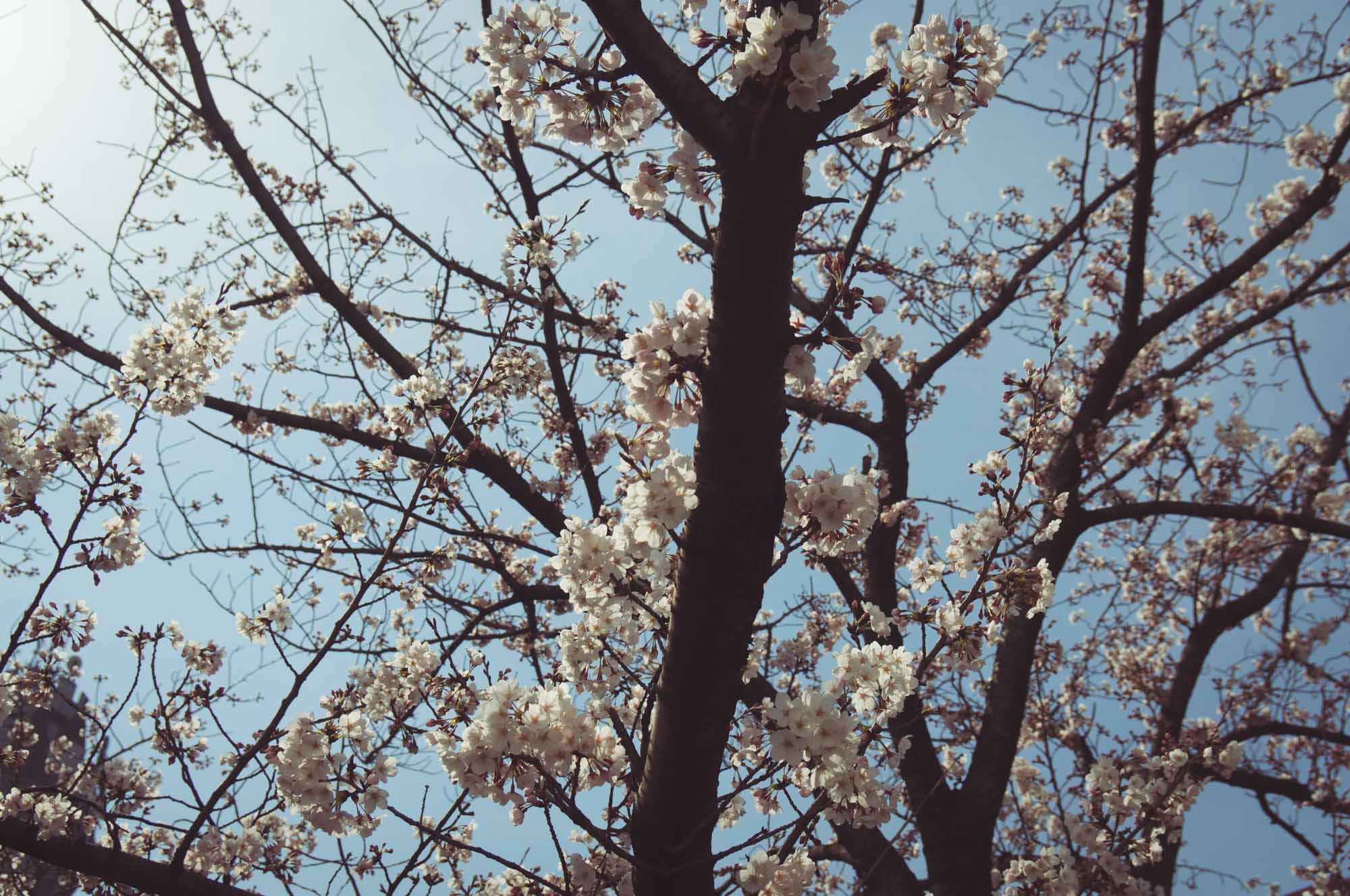 Bright blue sky lighting up the branches of cherry blossoms
