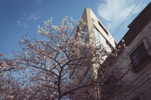 Looking up at sakura in front a building and blue sky