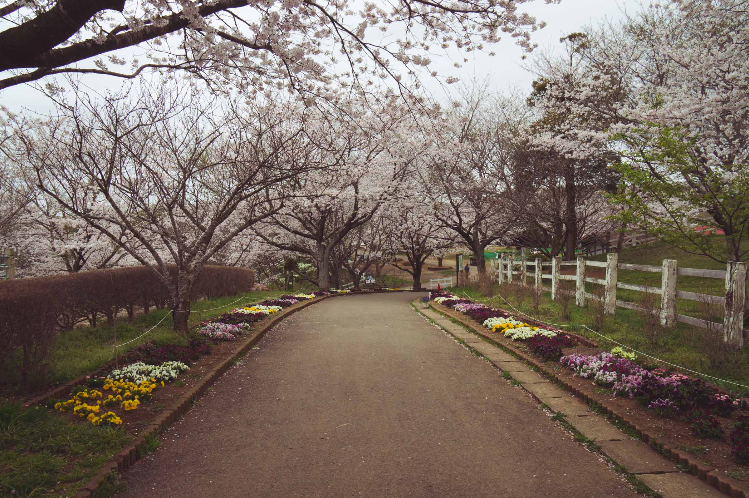 20150404-DSC01538