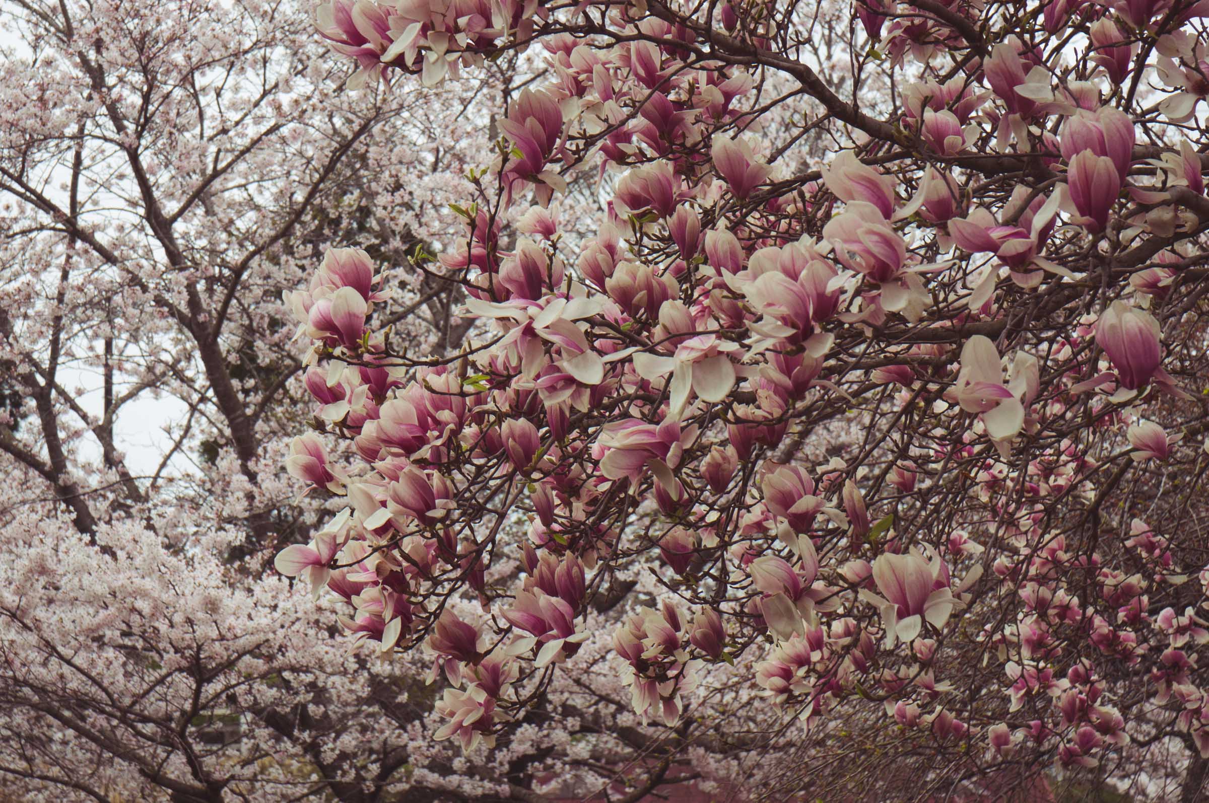 20150404-DSC01639