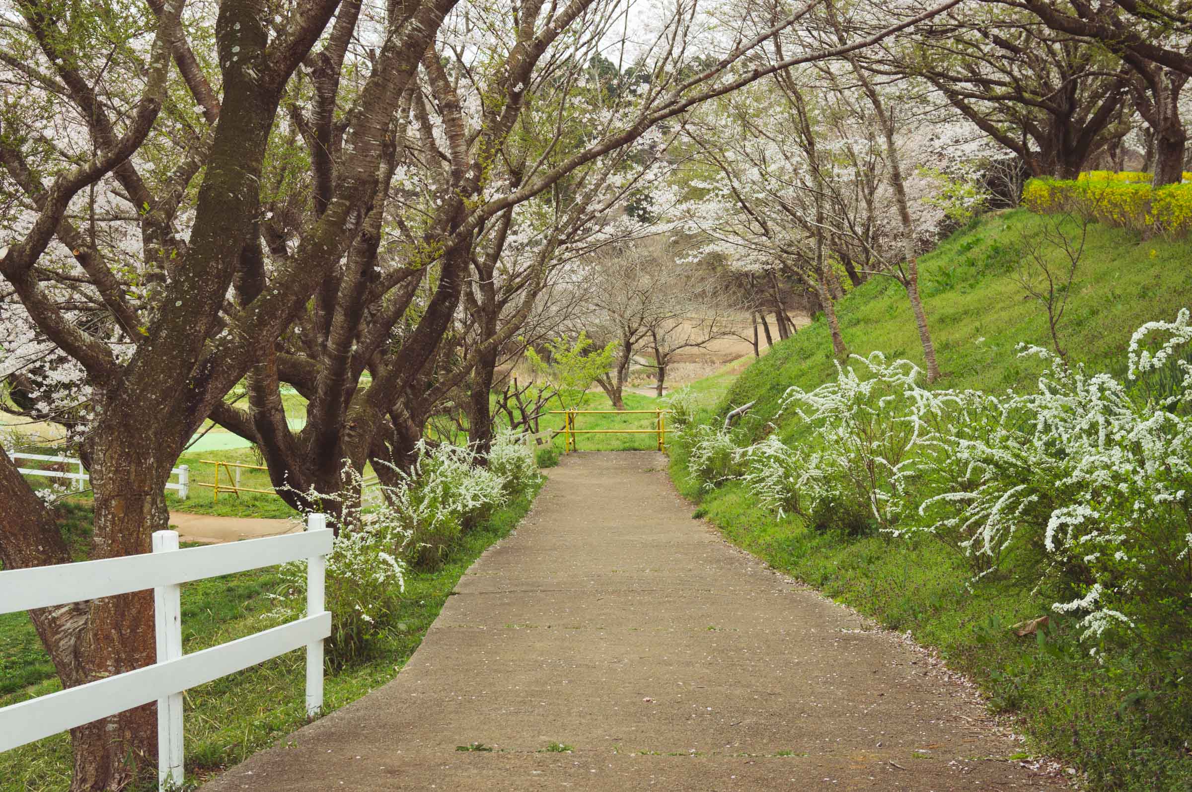 20150404-DSC01642