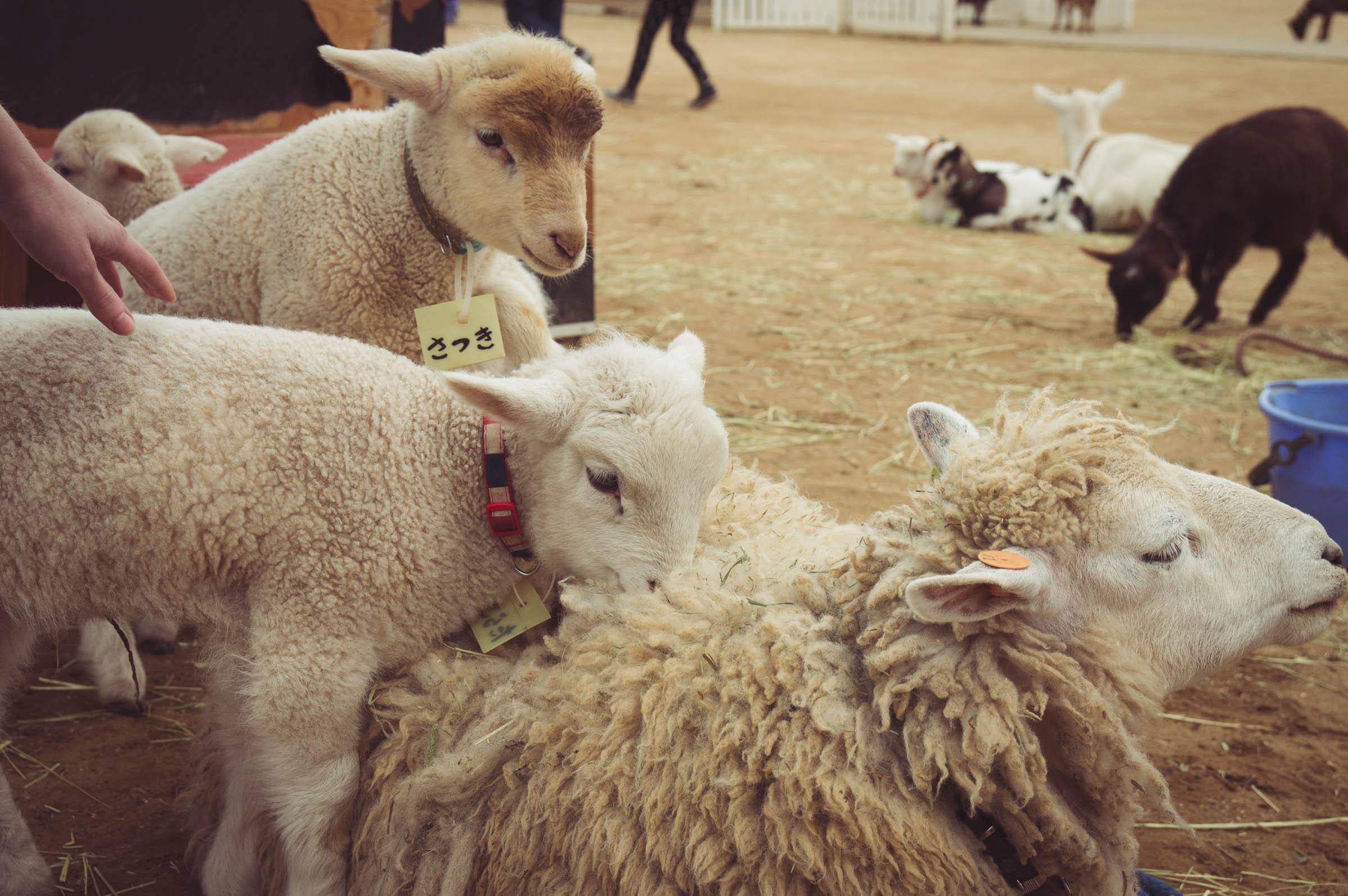 20150404-DSC01709