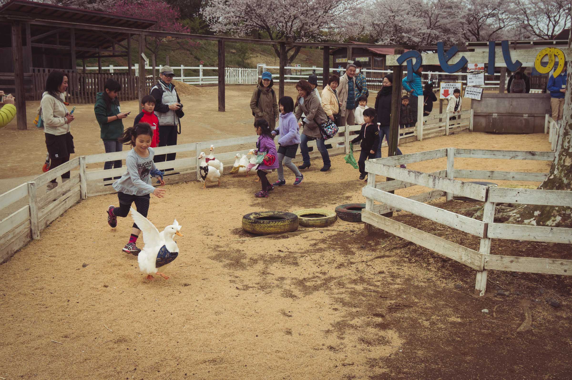 20150404-DSC01739