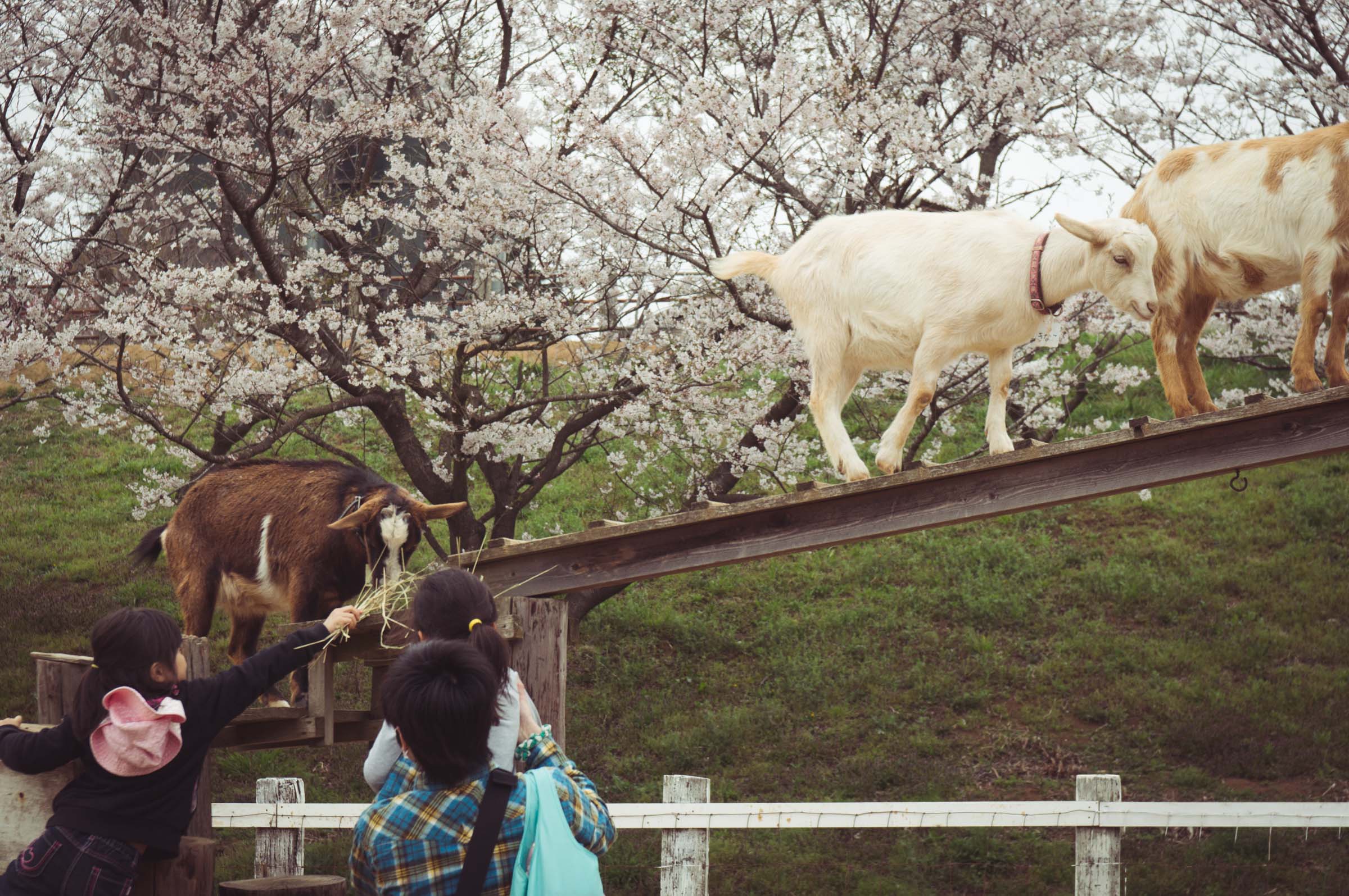 20150404-DSC01751
