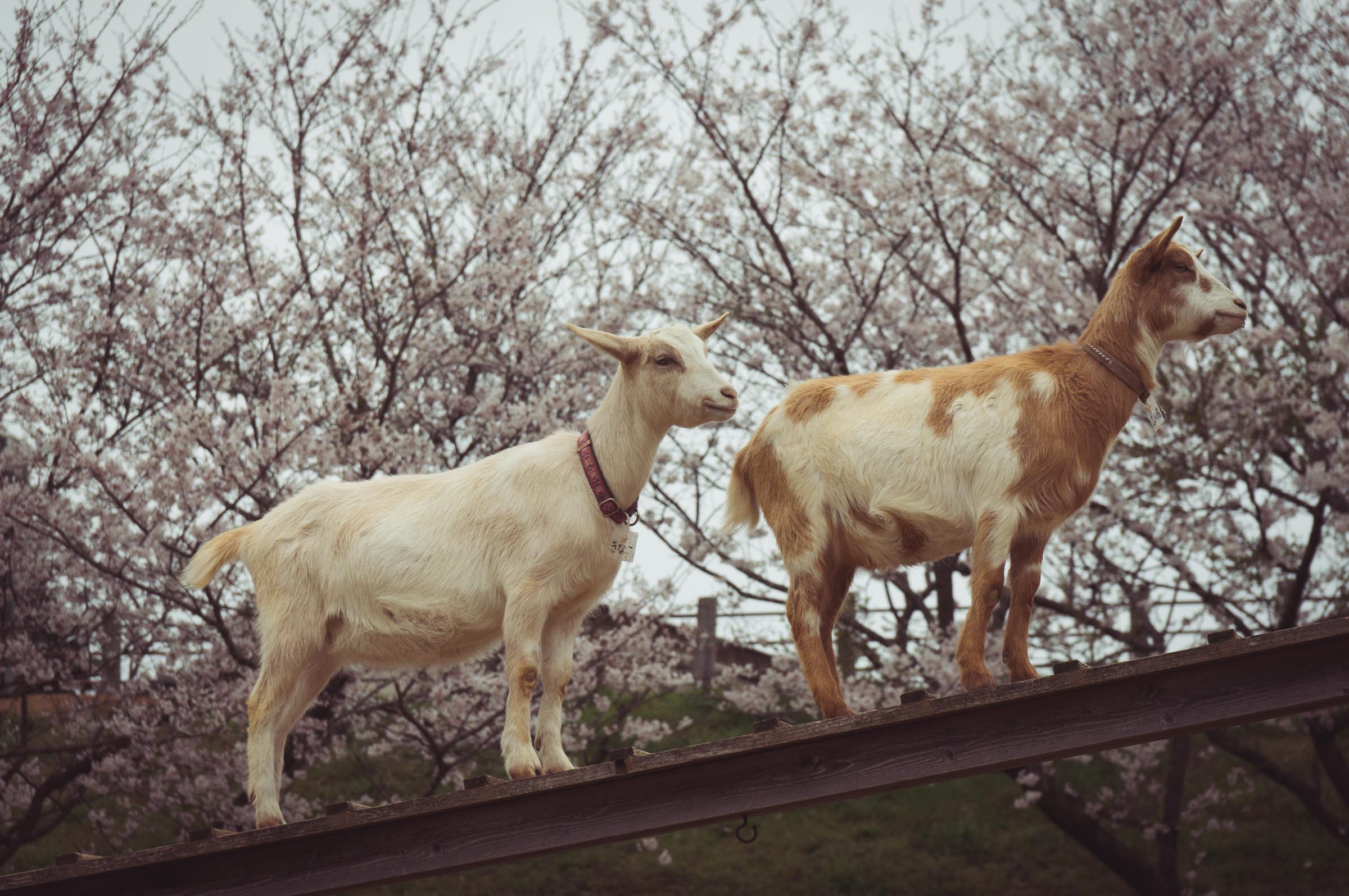 20150404-DSC01756