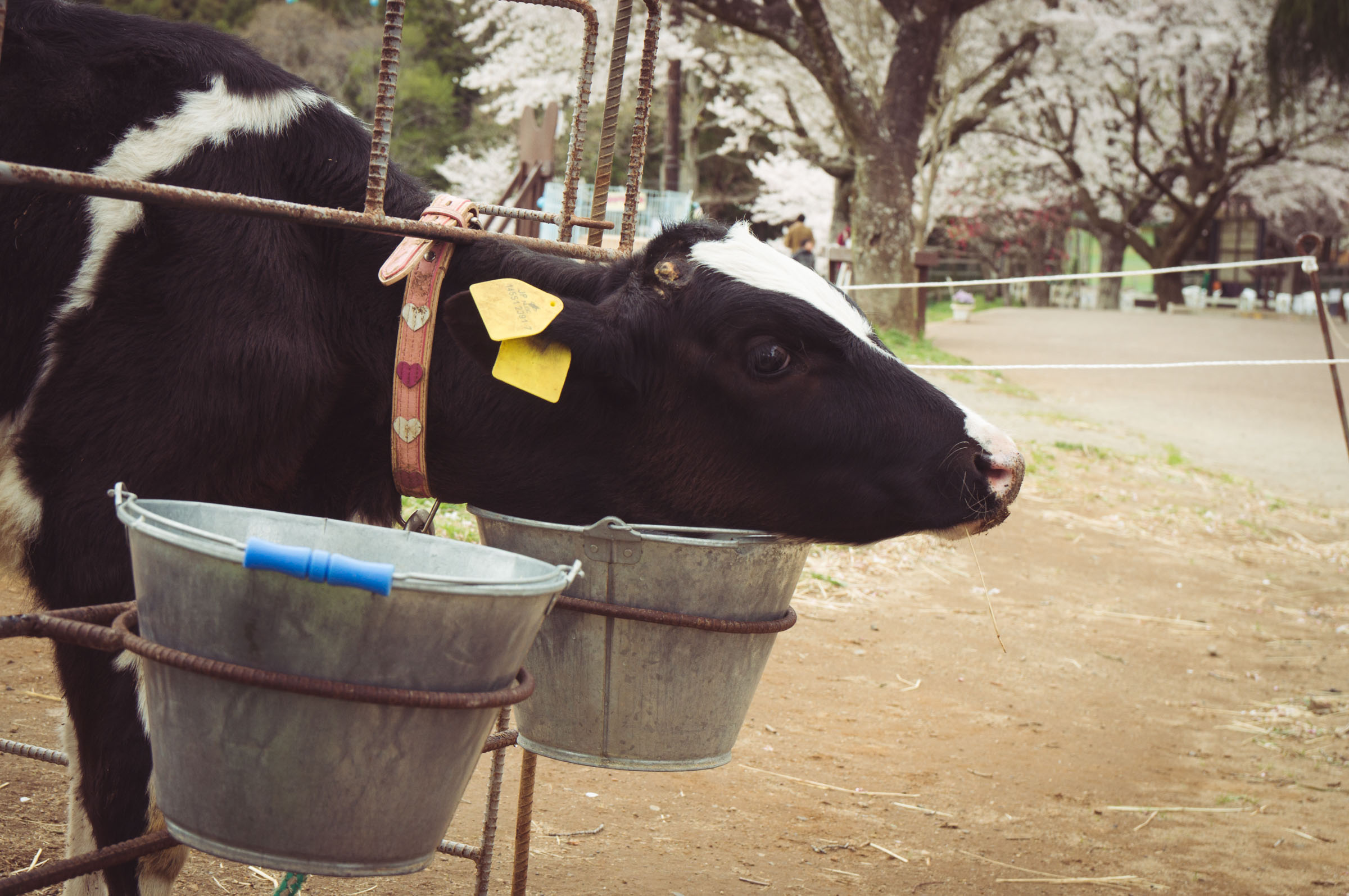 20150404-DSC01834