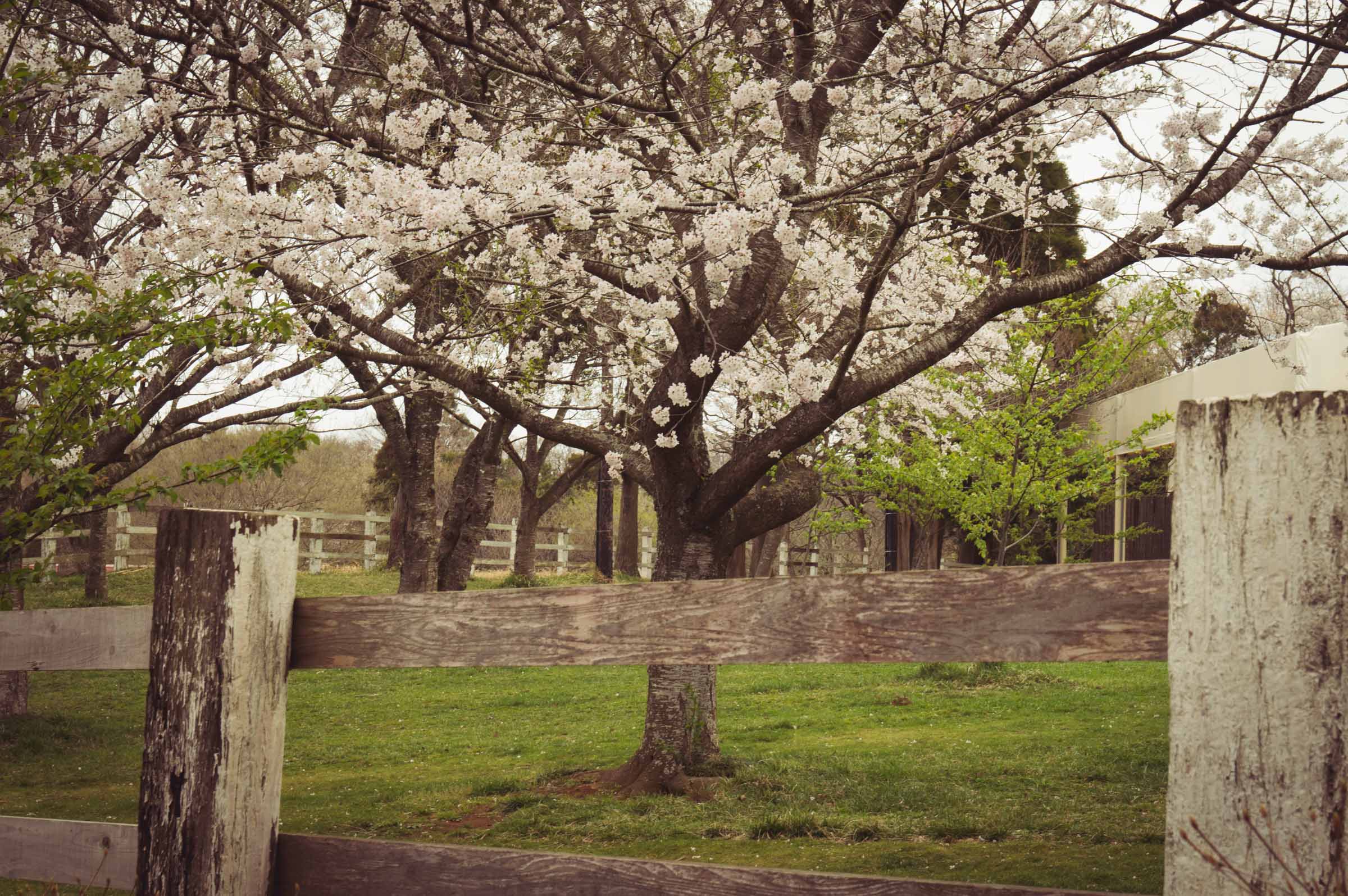 20150404-DSC01836