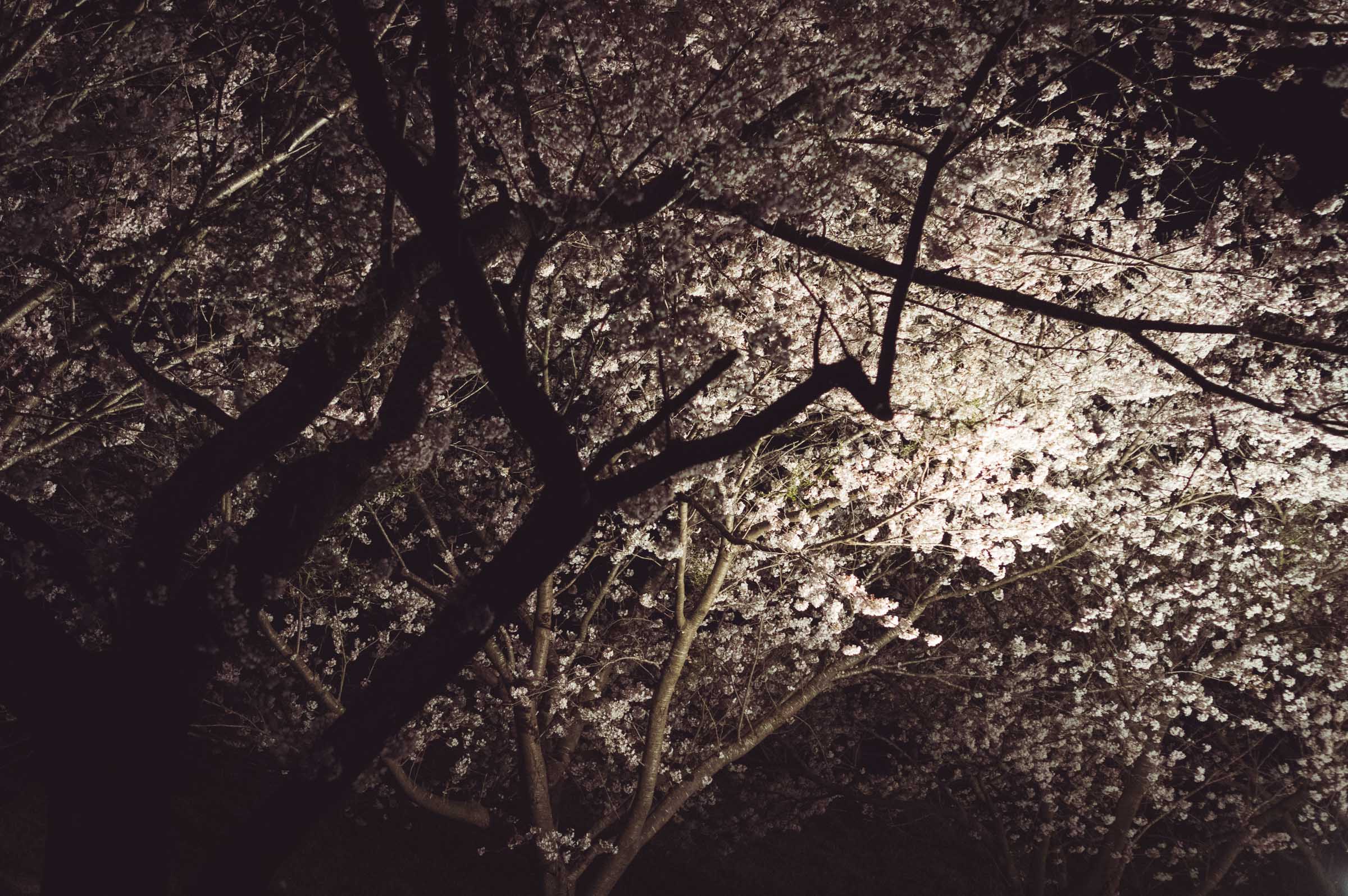 20150404-DSC01934